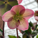 Charmer Frostkiss Hellebore