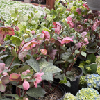 Charmer Frostkiss Hellebore