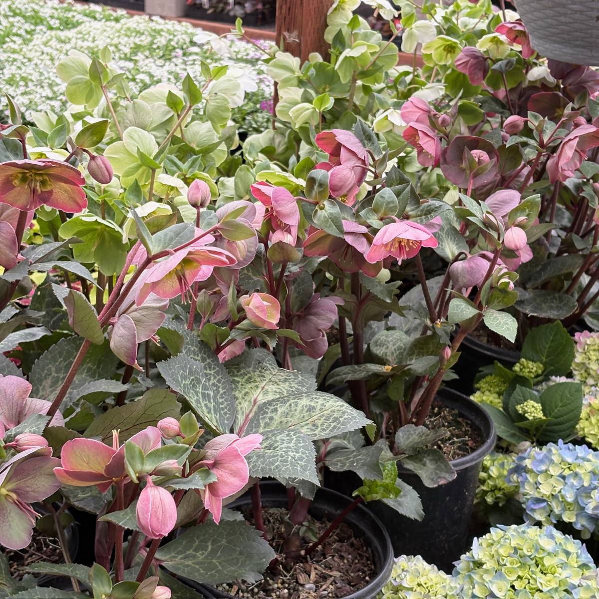 Charmer Frostkiss Hellebore
