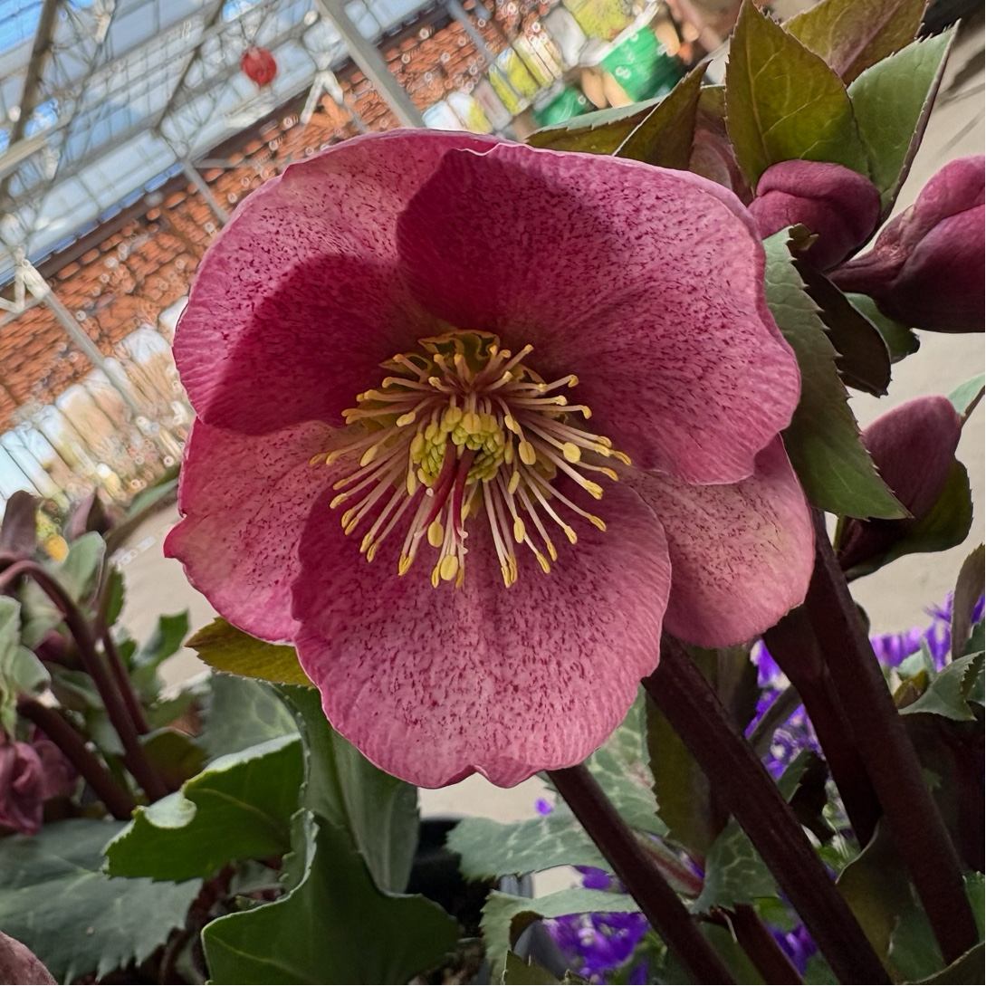 Charmer Frostkiss Hellebore