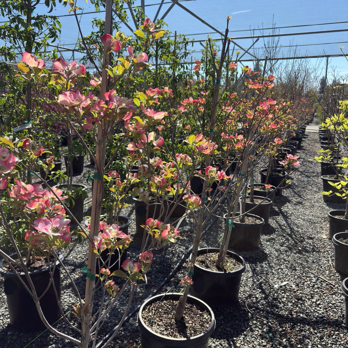 Cherokee Brave Flowering Dogwood