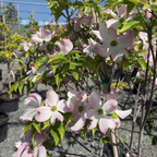 Cherokee Brave Flowering Dogwood