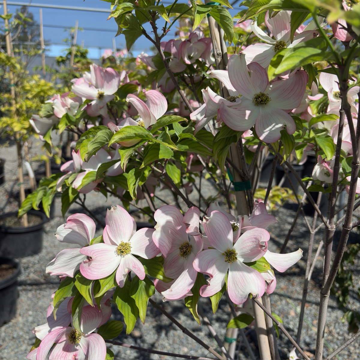Cherokee Brave Flowering Dogwood