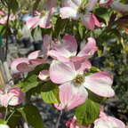 Cherokee Brave Flowering Dogwood