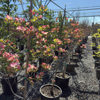 Cherokee Brave Flowering Dogwood