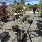 Cherokee Brave Flowering Dogwood