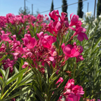 Cherry Ripe Oleander