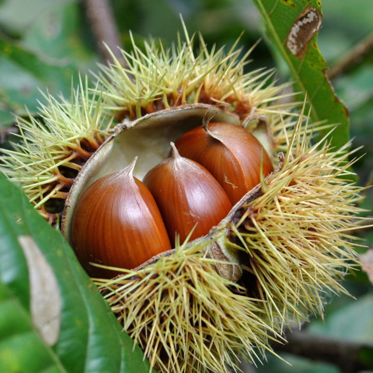 Open chestnut fruit with three brown nuts inside, surrounded by green leaves.