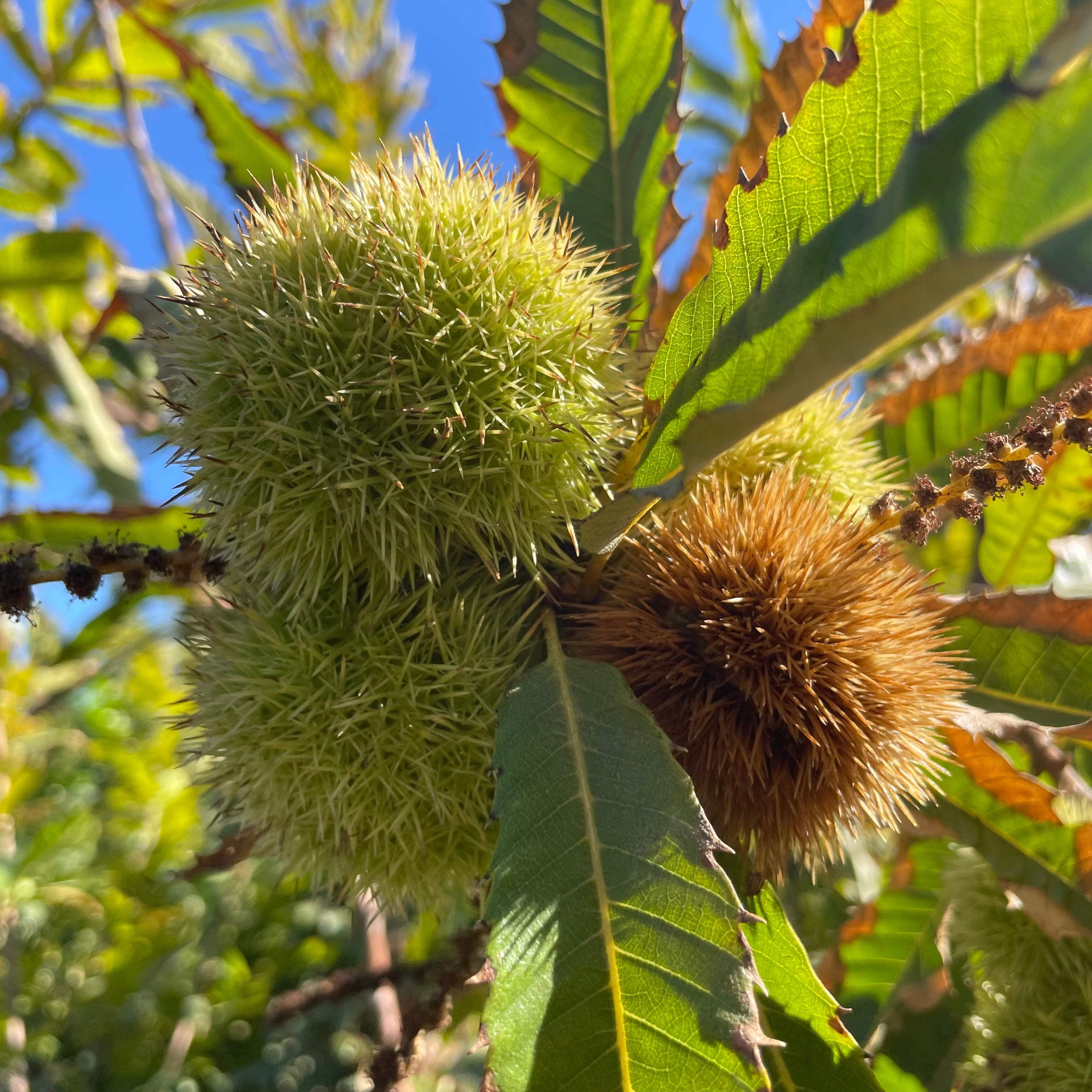 Close-up of chestnut fruits on a tree with green leaves.