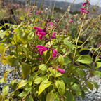 Chiapas Sage