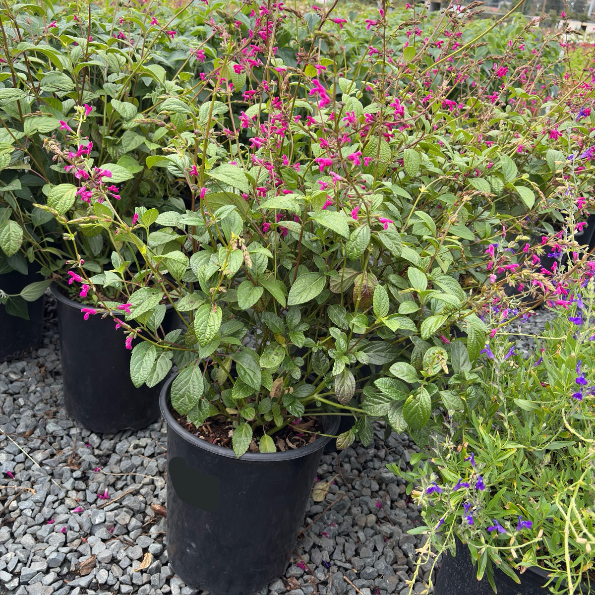Chiapas Sage