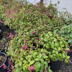 Chiapas Sage