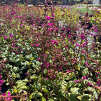 Chiapas Sage