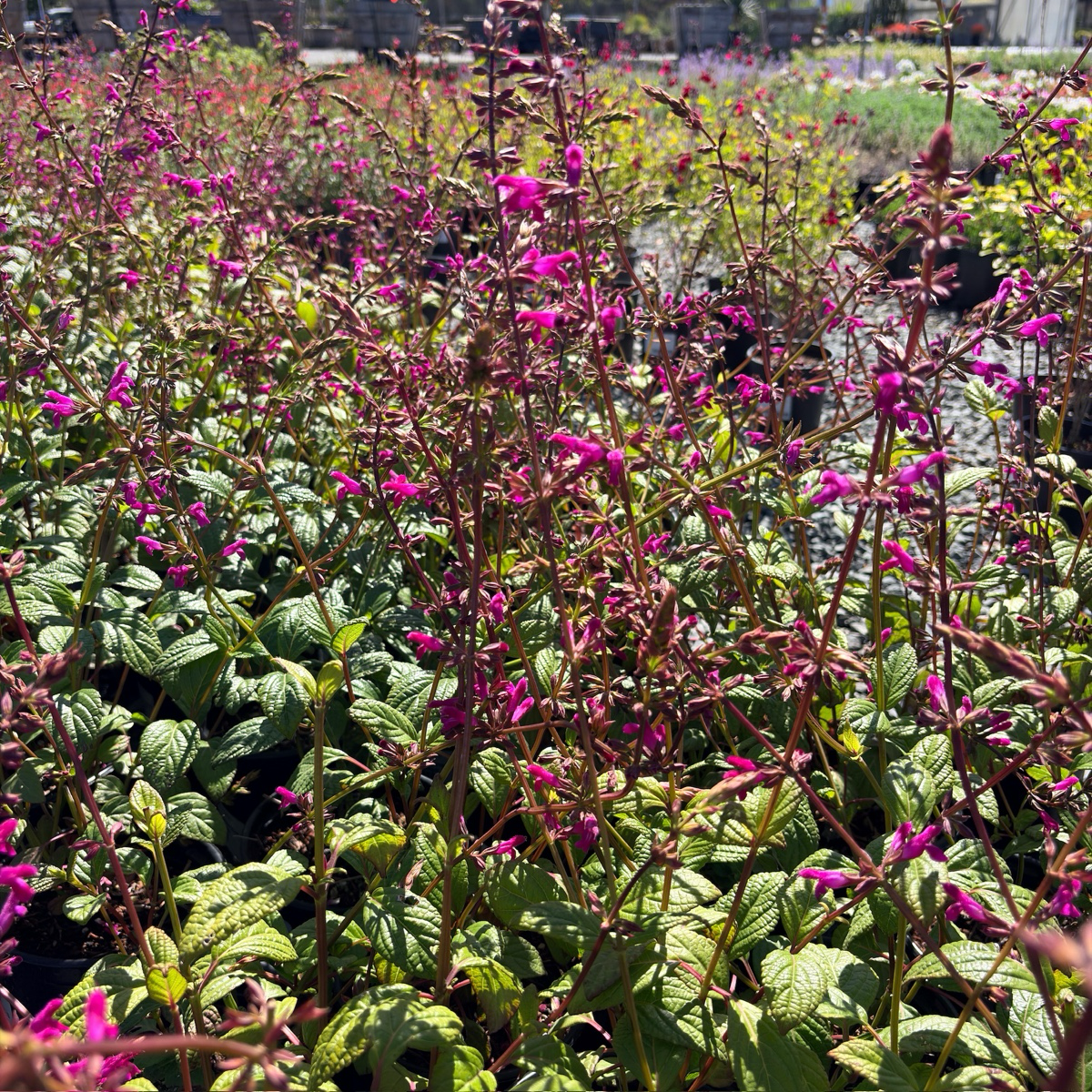 Chiapas Sage