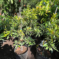 Chico Sapote