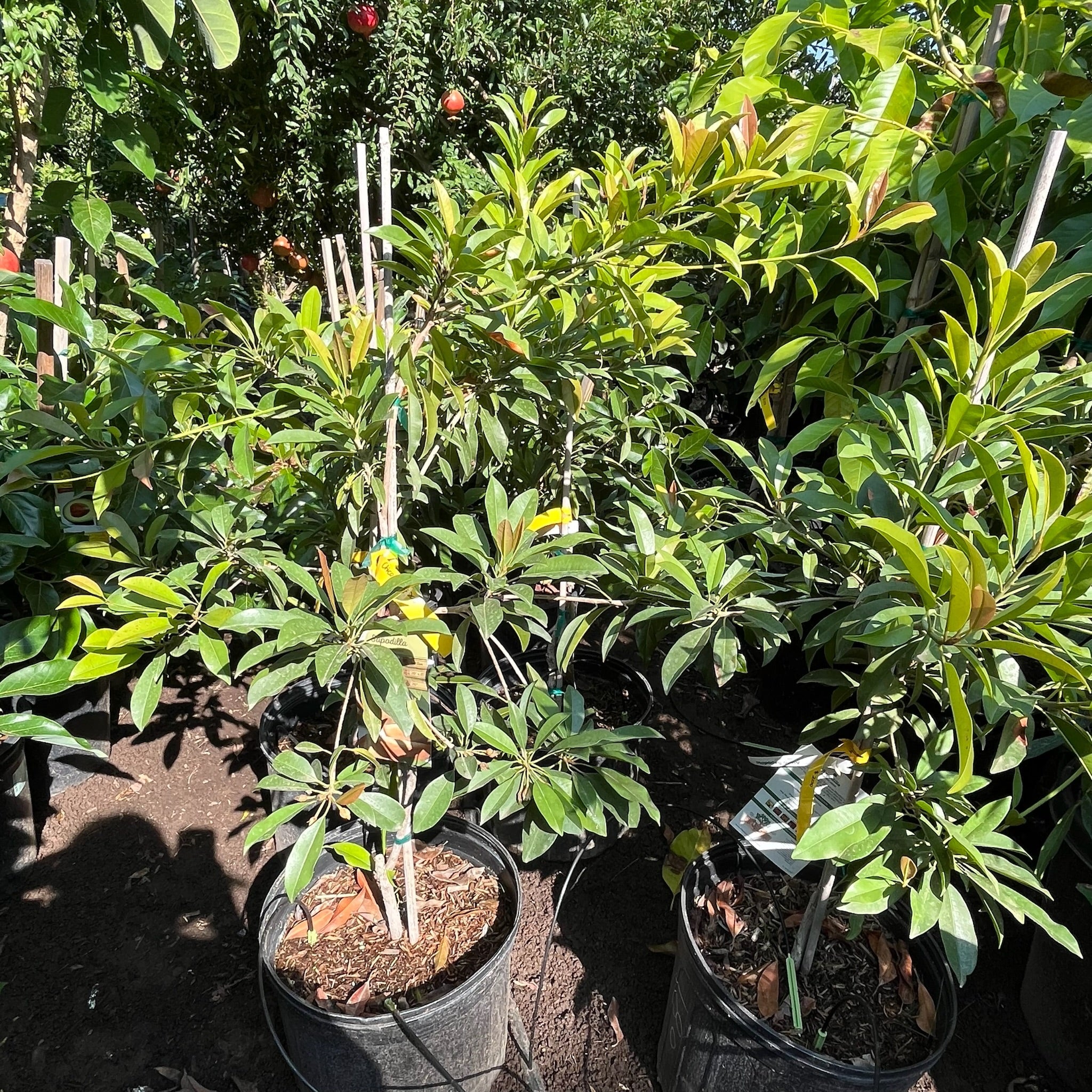 Chico Sapote