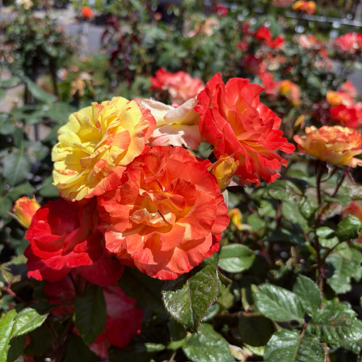 Chihuly Floribunda Rose