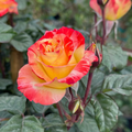 Chihuly Floribunda Rose