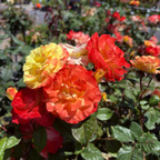 Chihuly Floribunda Rose