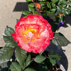 Chihuly Floribunda Rose