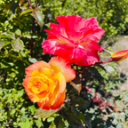 Chihuly Floribunda Rose
