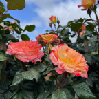 Chihuly Floribunda Rose