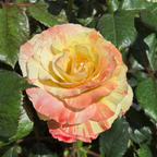 Chihuly Floribunda Rose
