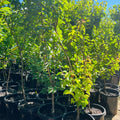 Chineae  Apricot