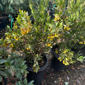 Chinese Bayberry