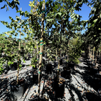 Chinese Flame Tree
