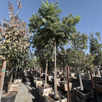 Chinese Flame Tree