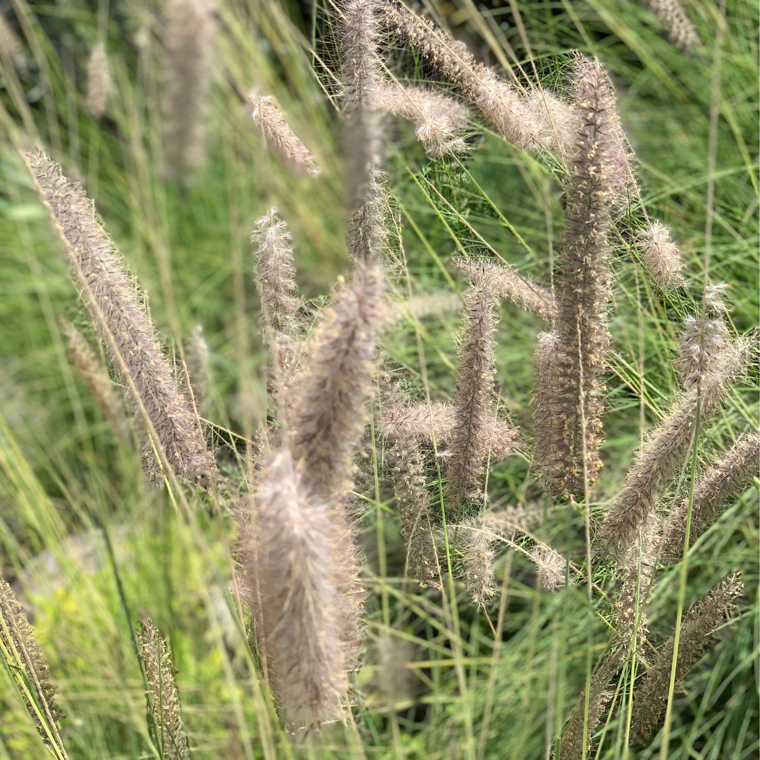 Close-up of Chinese Fountain Grass with brown seed heads in a natural setting