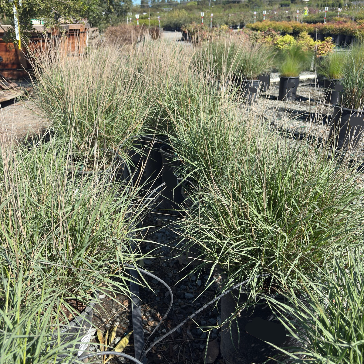 Chinese Fountain Grass