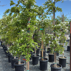 Chinese Fringe Tree