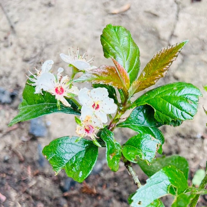 Chinese Hawthorn