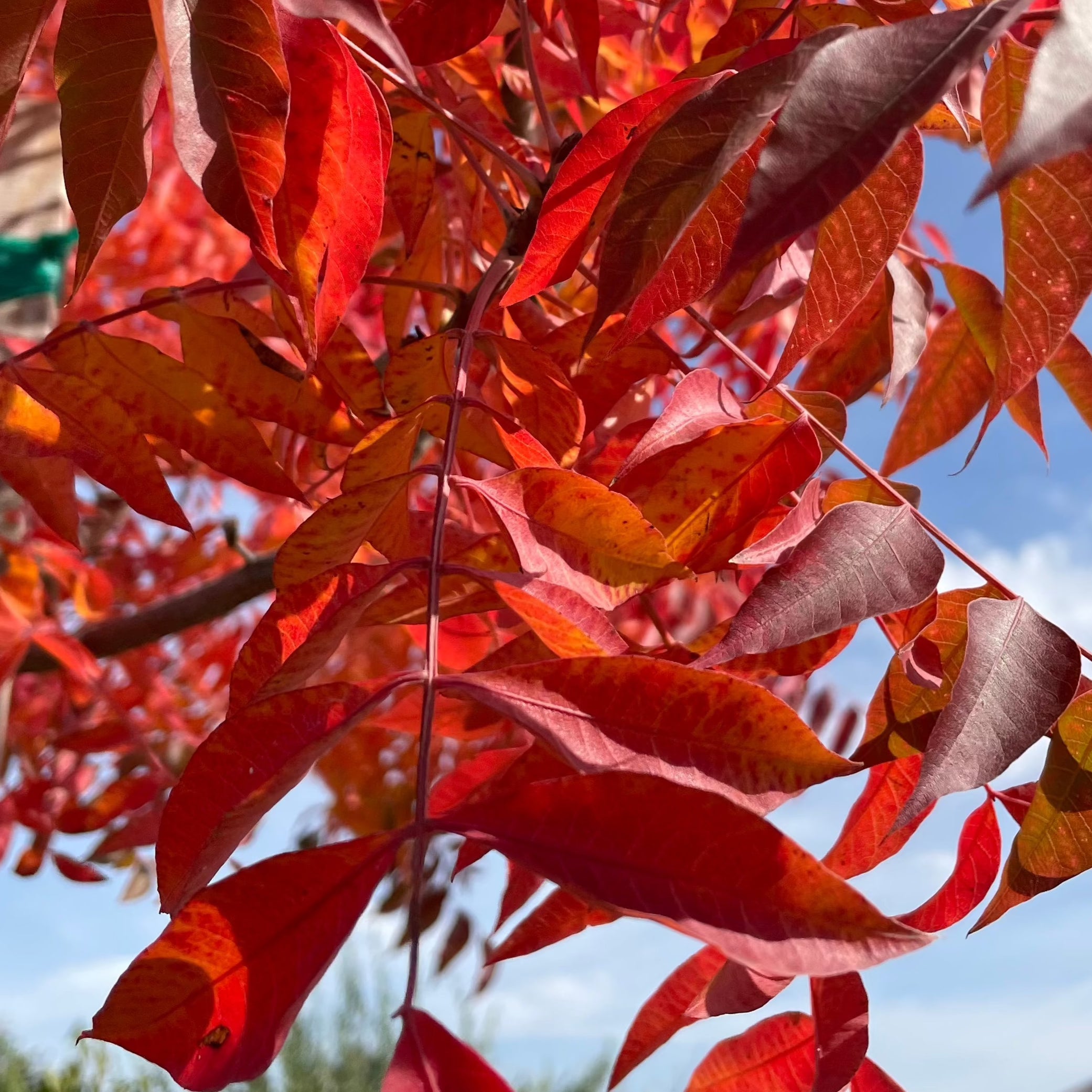 Close-up of Chinese Pistache red leaves against a blue sky
