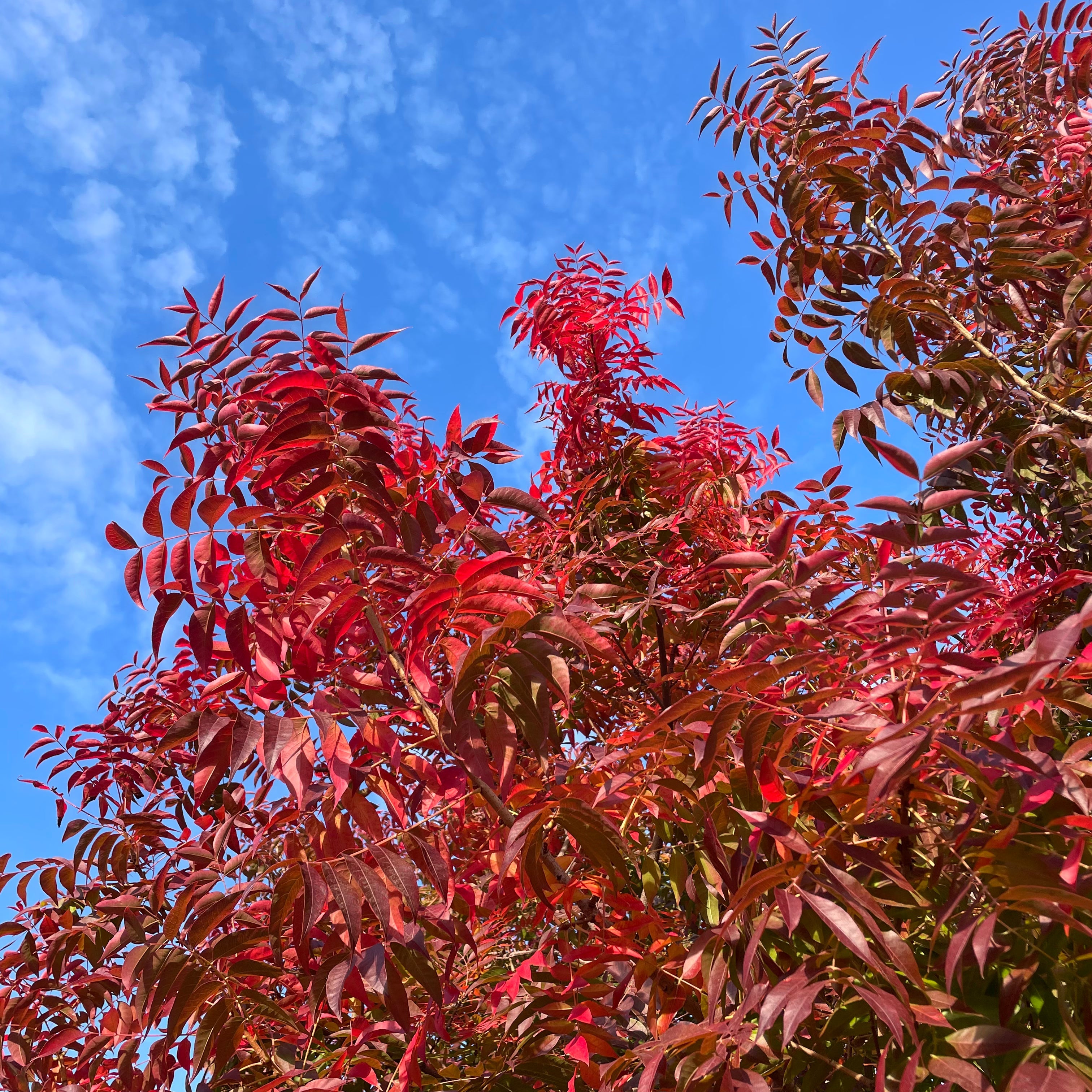 Chinese Pistache Tree with red leaves against a blue sky