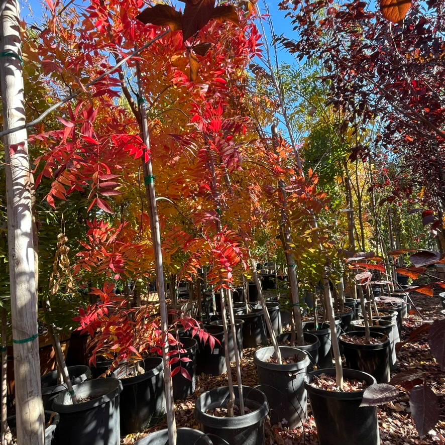 Potted Chinese Pistache trees with autumn-colored leaves in a nursery setting