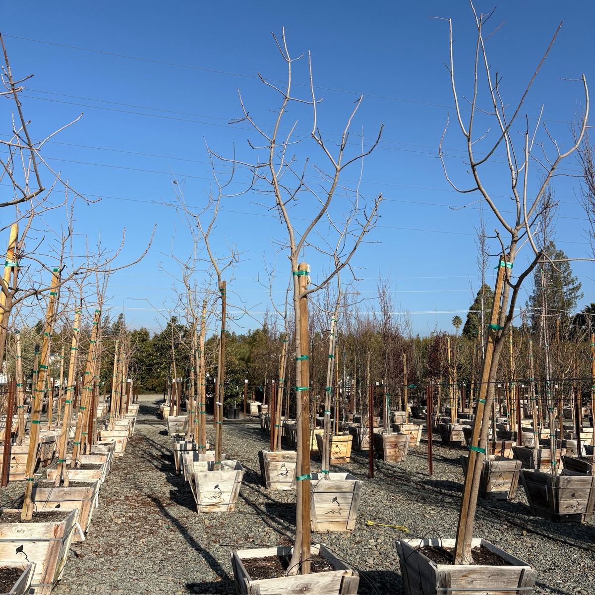 Row of Chinese Pistache trees in pots with a clear blue sky