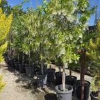 Row of potted 15 gallon size American Fringe Trees with white flowers in a garden setting