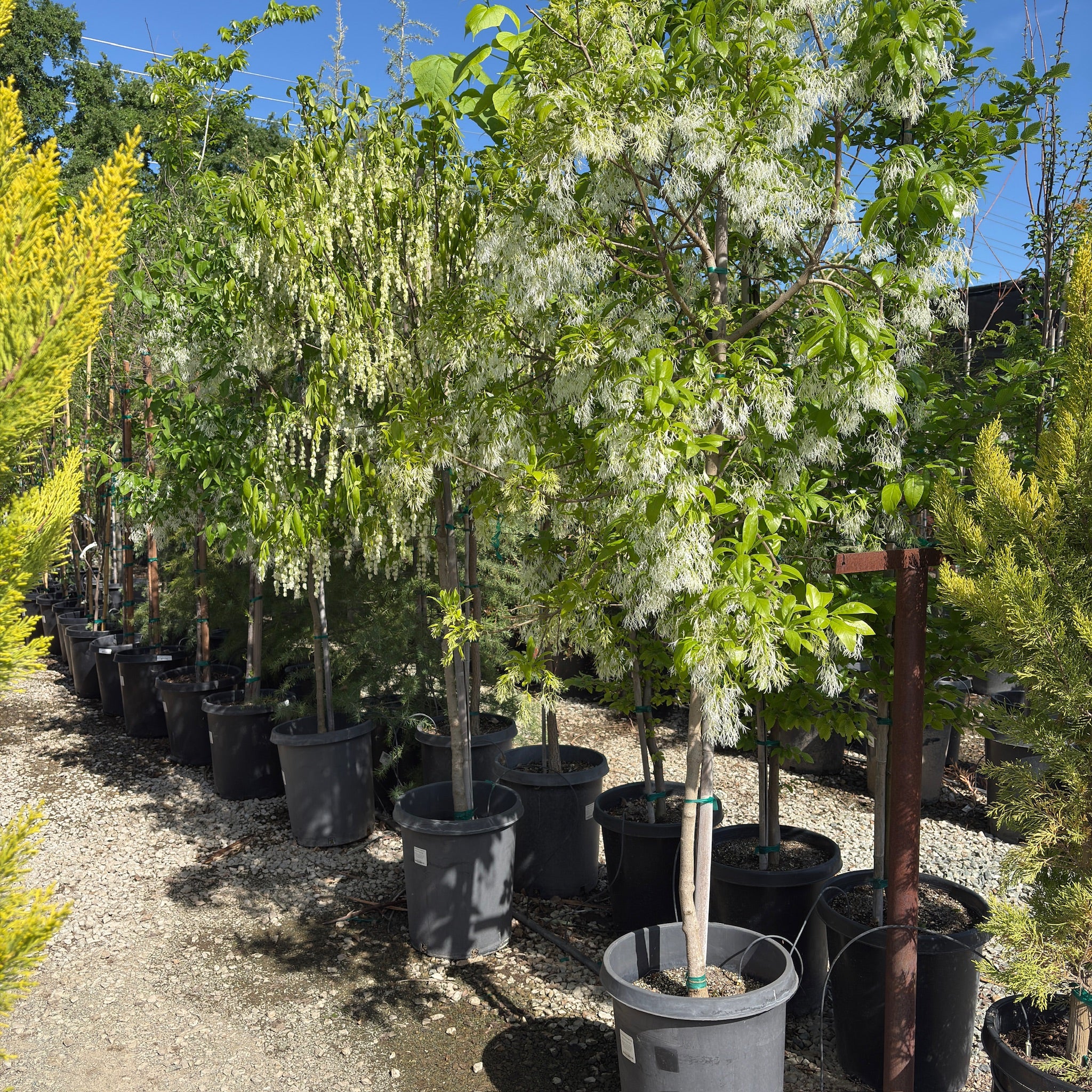 Row of potted 15 gallon size American Fringe Trees with white flowers in a garden setting