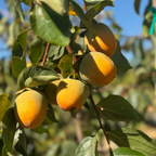 Chocolate Persimmon