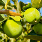 Chocolate Persimmon