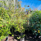Chon's Salmon Flowering Maple