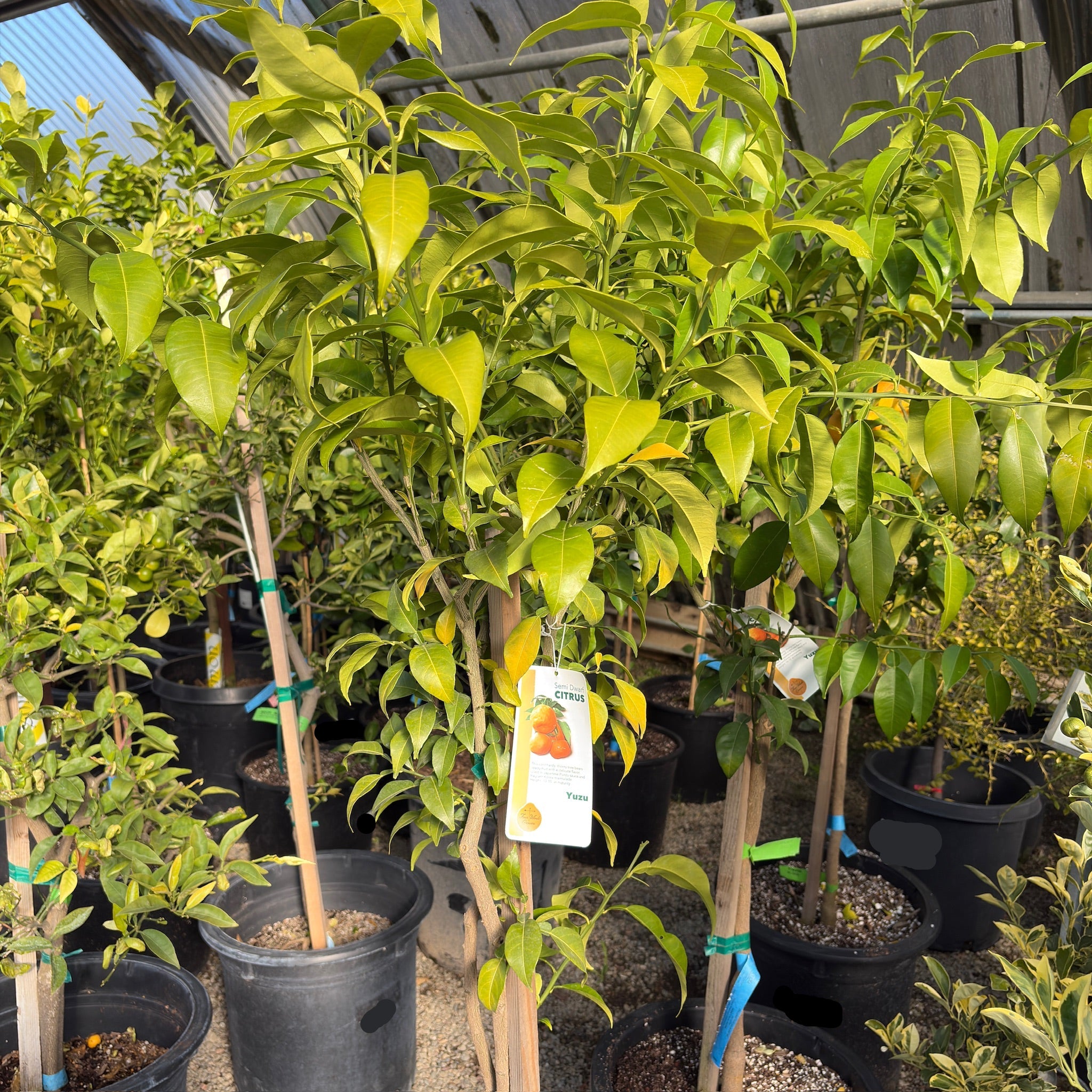 Citrus Yuzu