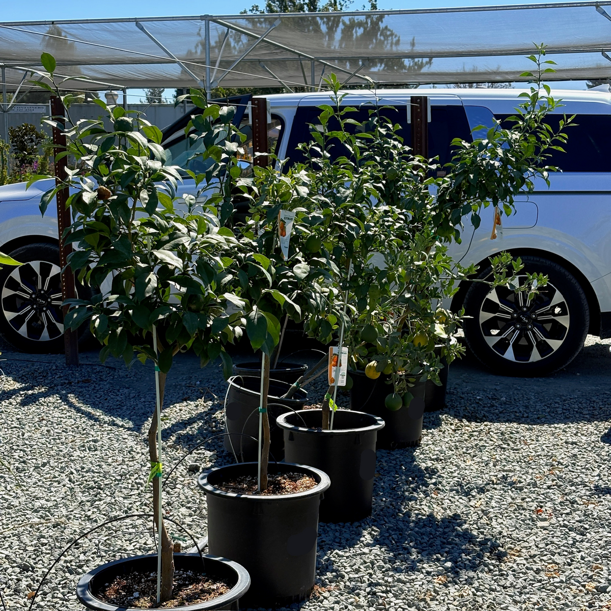 Citrus Yuzu Tree