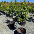 Citrus Yuzu Tree