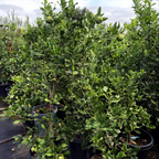 Citrus hystrix 