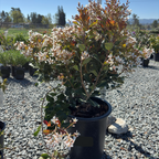 Clara White Indian Hawthorn