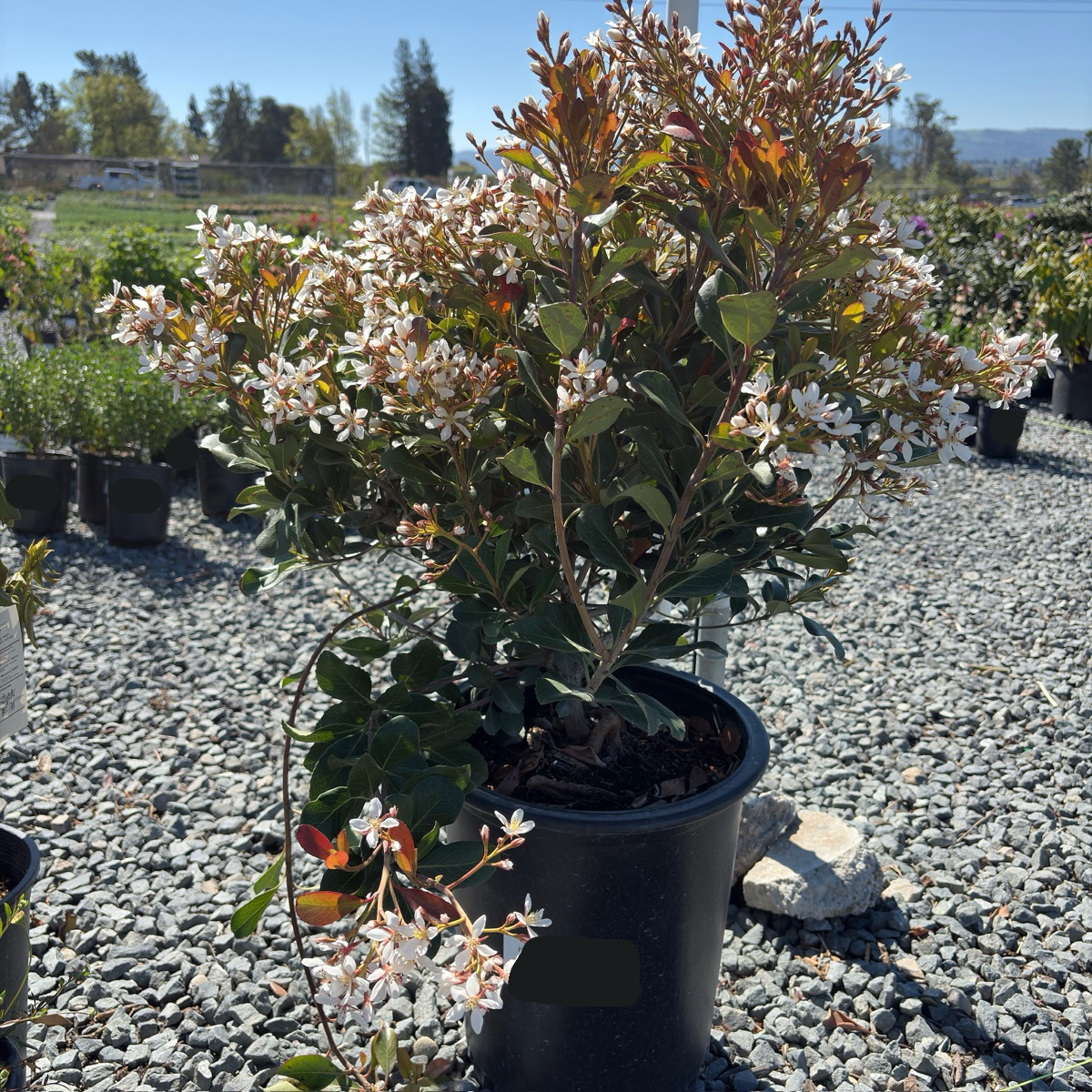 Clara White Indian Hawthorn